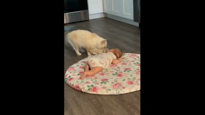 The fluffy mama cat carrying her kitten in her mouth and bringing it over next to the sleeping baby. (Reddit/ameen__shaikh) The fluffy mama cat carrying her kitten in her mouth and bringing it over next to the sleeping baby. (Reddit/ameen__shaikh)