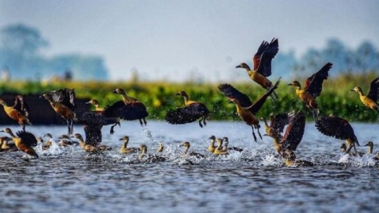 Migration of Beautiful Birds: During the winters, unique birds fly to the island. Tourists mostly visit the place during the winters to catch a sight of the beautiful migratory birds.(Instagram/@dhrubazaan)