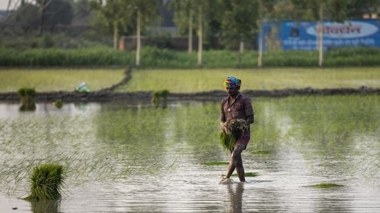 A farmhand prepares to sow rice saplings at a flooded paddy field. (HT FILE)