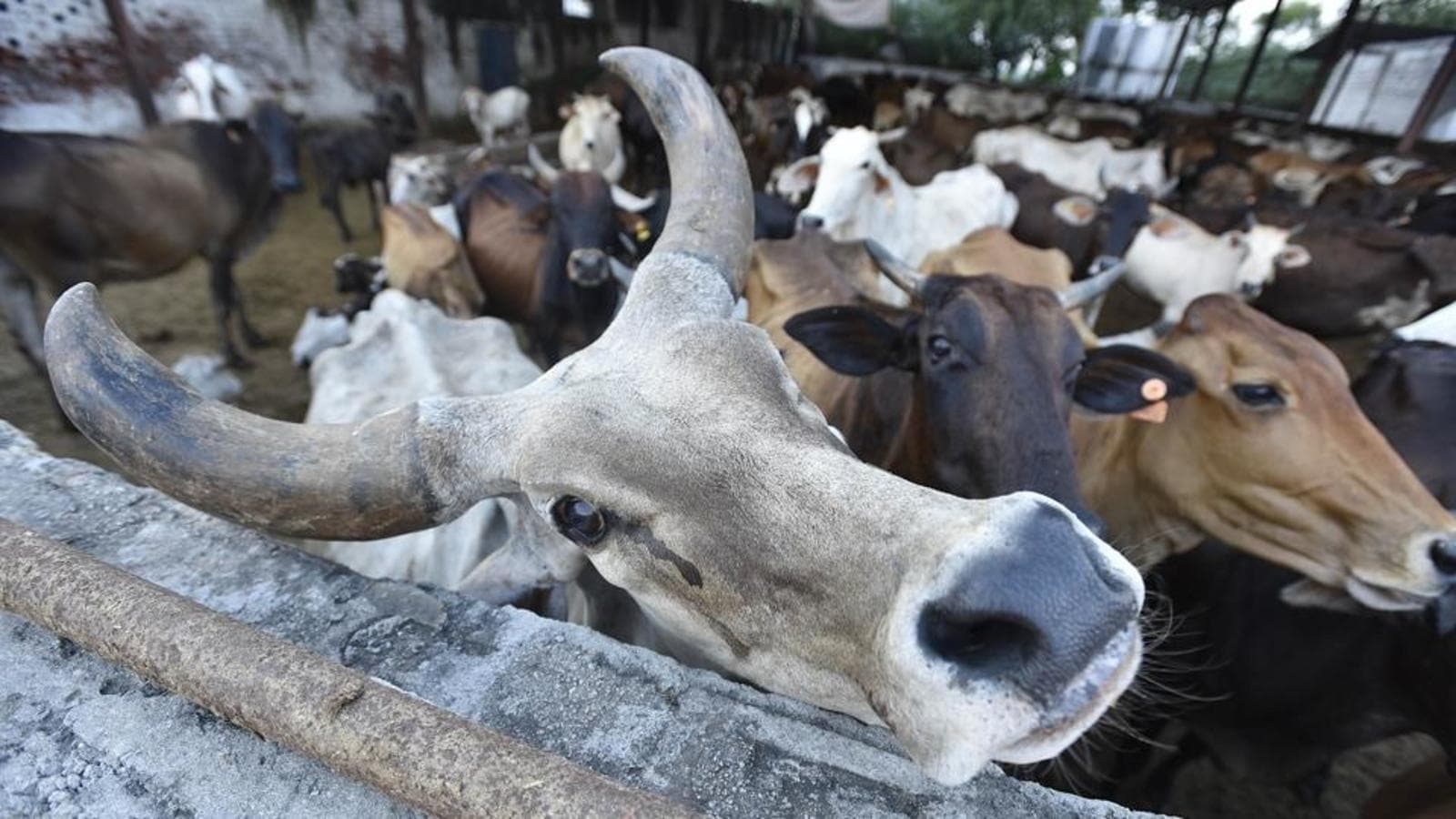 What is the Assam Cattle Preservation Bill, 2021 An explainer Latest