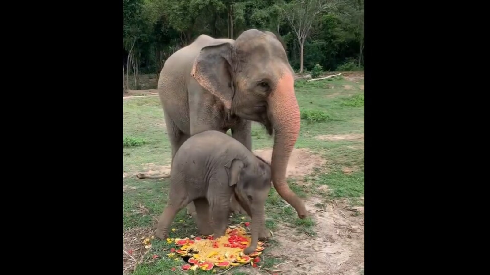 Download Baby Elephant Luna Gives Cameraperson A Little Fright In Adorable Video Watch Trending Hindustan Times