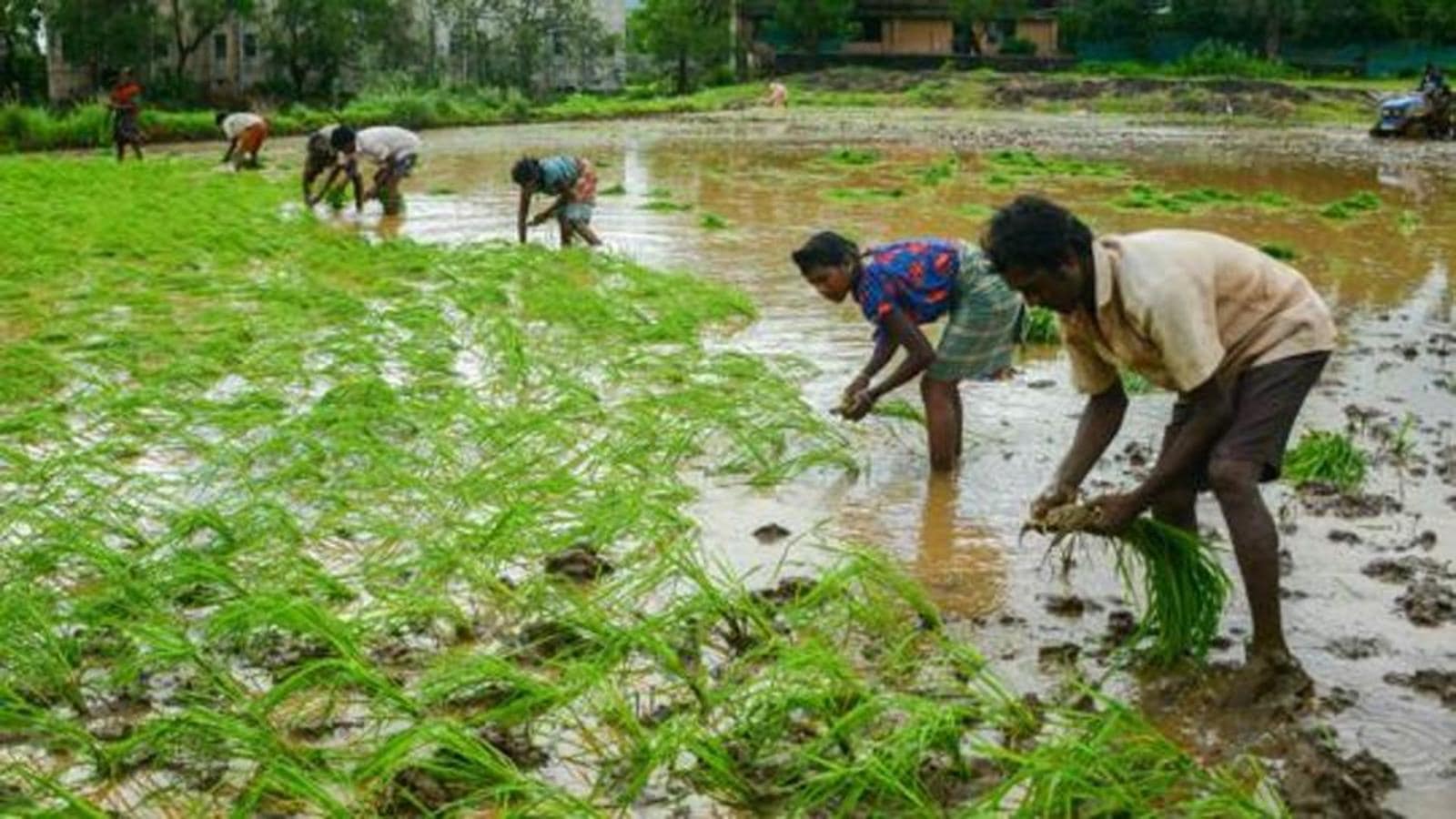 Rain deficit stalls paddy transplantation in Bihar’s Kishanganj ...