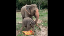 Luna, the baby elephant playing with food next to her mother. 