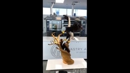 Amaury Guichon shared a video on Instagram that shows him creating the chocolate bald eagle.