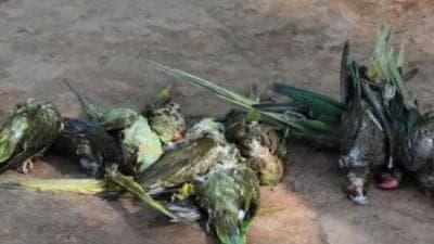 Nearly 400 parrots died in the compound of the office of the Faridkot deputy commissioner due to a chemical having been sprayed on jamun trees on June 11, according to social activist HC Arora. (HT file photo) Nearly 400 parrots died in the compound of the office of the Faridkot deputy commissioner due to a chemical having been sprayed on jamun trees on June 11, according to social activist HC Arora. (HT file photo)