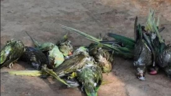 Nearly 400 parrots died in the compound of the office of the Faridkot deputy commissioner due to a chemical having been sprayed on jamun trees on June 11, according to social activist HC Arora. (HT file photo)