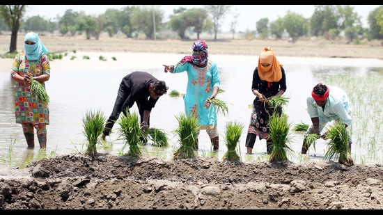 Workers sowing paddy at a village in Bathinda district.
