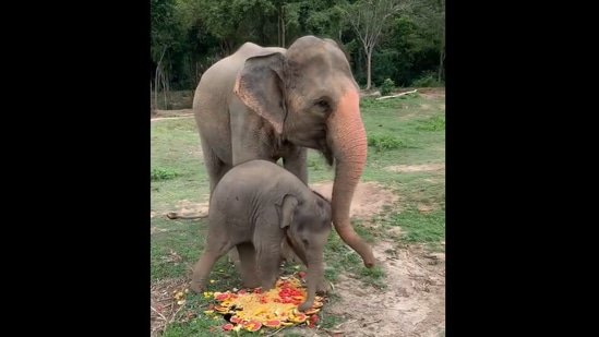 Luna, the baby elephant playing with food next to her mother. (Instagram/@samuielephanthaven)