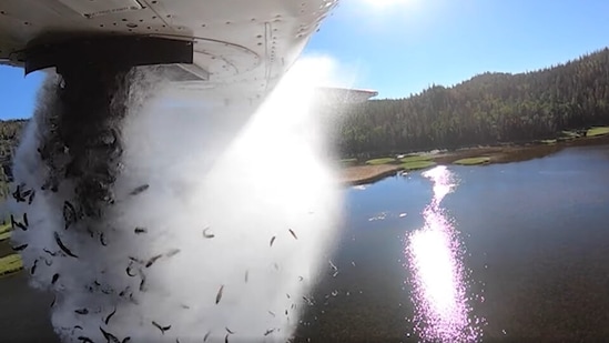 The video of the fish has been shared by Utah Division of Wildlife Resources on Facebook.