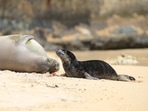 Louisiana tourists honeymooning in Hawaii were fined after a video on social media showed a woman touching an endangered Hawaiian monk seal.(Jamm Aquino/Honolulu Star-Advertiser via AP) Louisiana tourists honeymooning in Hawaii were fined after a video on social media showed a woman touching an endangered Hawaiian monk seal.(Jamm Aquino/Honolulu Star-Advertiser via AP)