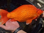 A huge goldfish from the Keller lake, Minnesota.(Twitter/@BurnsvilleMN) A huge goldfish from the Keller lake, Minnesota.(Twitter/@BurnsvilleMN)