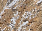 The image has a snow leopard hiding in the rocks. (Twitter@rameshpandeyifs)