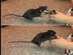 Olive the rat showing off an awesome trick she's learnt. (Instagram/@shadow_the_rat_s) Olive the rat showing off an awesome trick she's learnt. (Instagram/@shadow_the_rat_s)