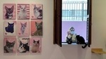 A woman looks at a cat at the Rio cat cafe or Gato Cafe, where customers can relax while adopting a feline, in Rio de Janeiro, Brazil, July 10, 2021.(REUTERS) A woman looks at a cat at the Rio cat cafe or Gato Cafe, where customers can relax while adopting a feline, in Rio de Janeiro, Brazil, July 10, 2021.(REUTERS)