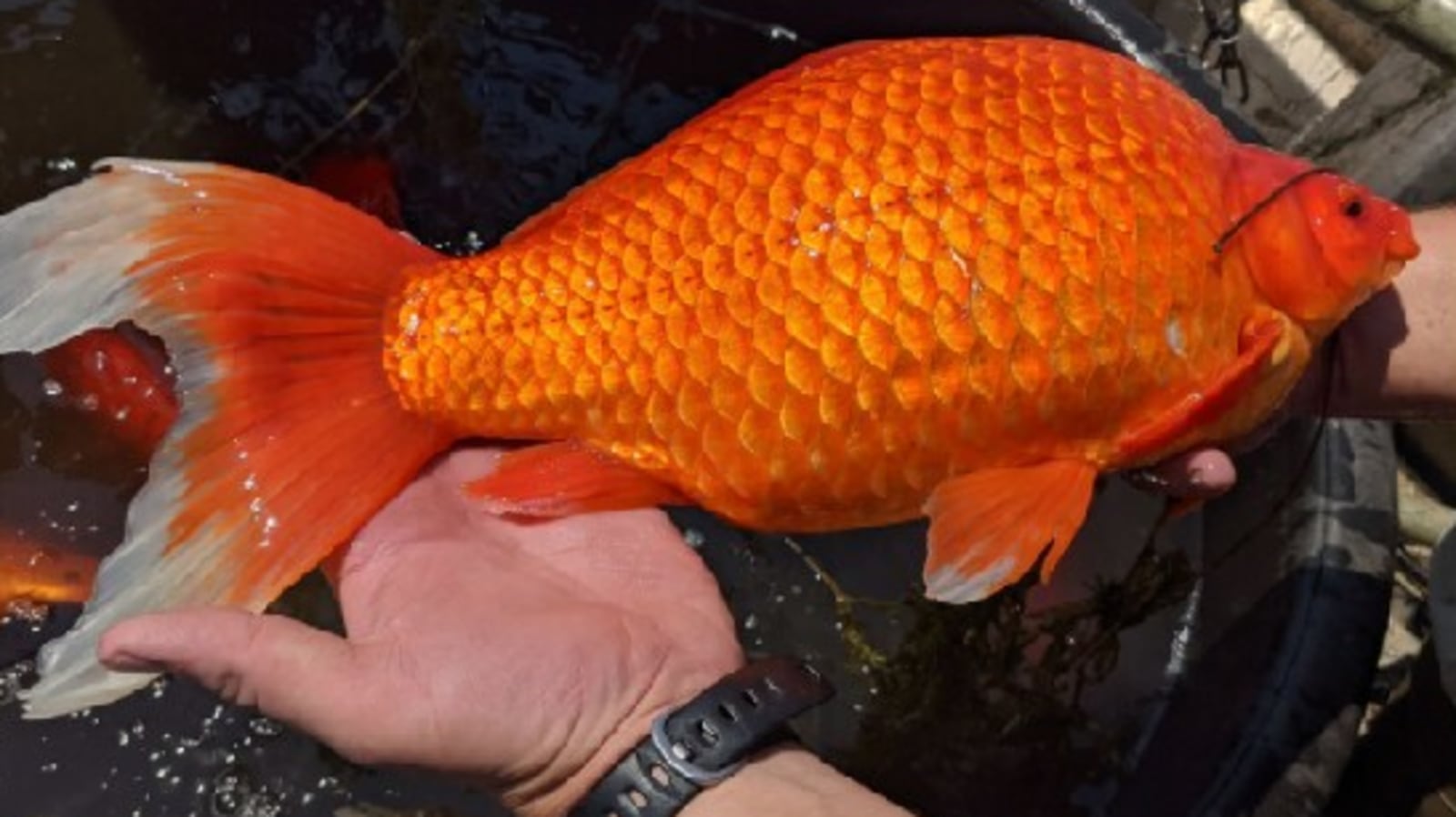 Gigantic gold fish crowd Minnesota lake, city issues advisory | Trending