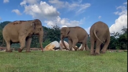 An elephant named Chana helping another elephant Ploy Thong reach some food. 