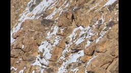The image has a snow leopard hiding in the rocks. 