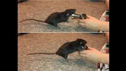 Olive the rat showing off an awesome trick she's learnt. 