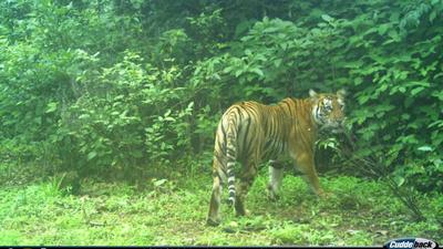 An adult tigress was spotted atop the Surla plateau along the border with Karnataka. (Sourced) An adult tigress was spotted atop the Surla plateau along the border with Karnataka. (Sourced)