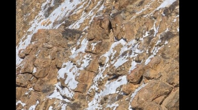 The image has a snow leopard hiding in the rocks. (Twitter@rameshpandeyifs)