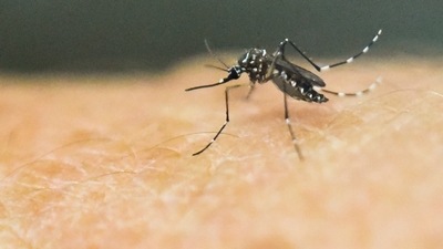 The monsoon season brings with it increased instances of mosquito bites. The monsoon season brings with it increased instances of mosquito bites.