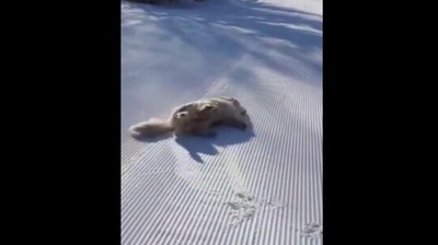 The image shows the energetic happy doggo. (Reddit)