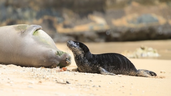 Louisiana tourists honeymooning in Hawaii were fined after a video on social media showed a woman touching an endangered Hawaiian monk seal.(Jamm Aquino/Honolulu Star-Advertiser via AP)