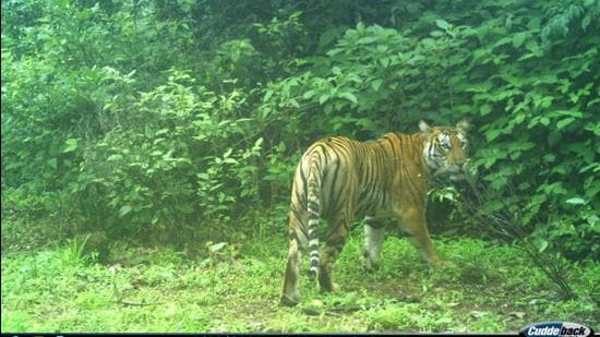 An adult tigress was spotted atop the Surla plateau along the border with Karnataka. (Sourced)