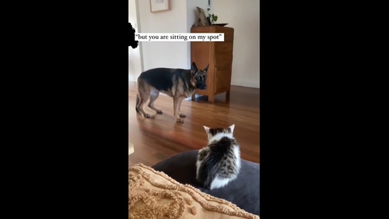 Tiny kitten steals big German shepherd dog s favourite spot. Watch