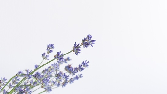 Lavender: Lavender helps calm the mind and relieves stress. Keep some lavender oil in your bag and whenever you get the symptoms of a panic attack breath in the scent.(Unsplash)