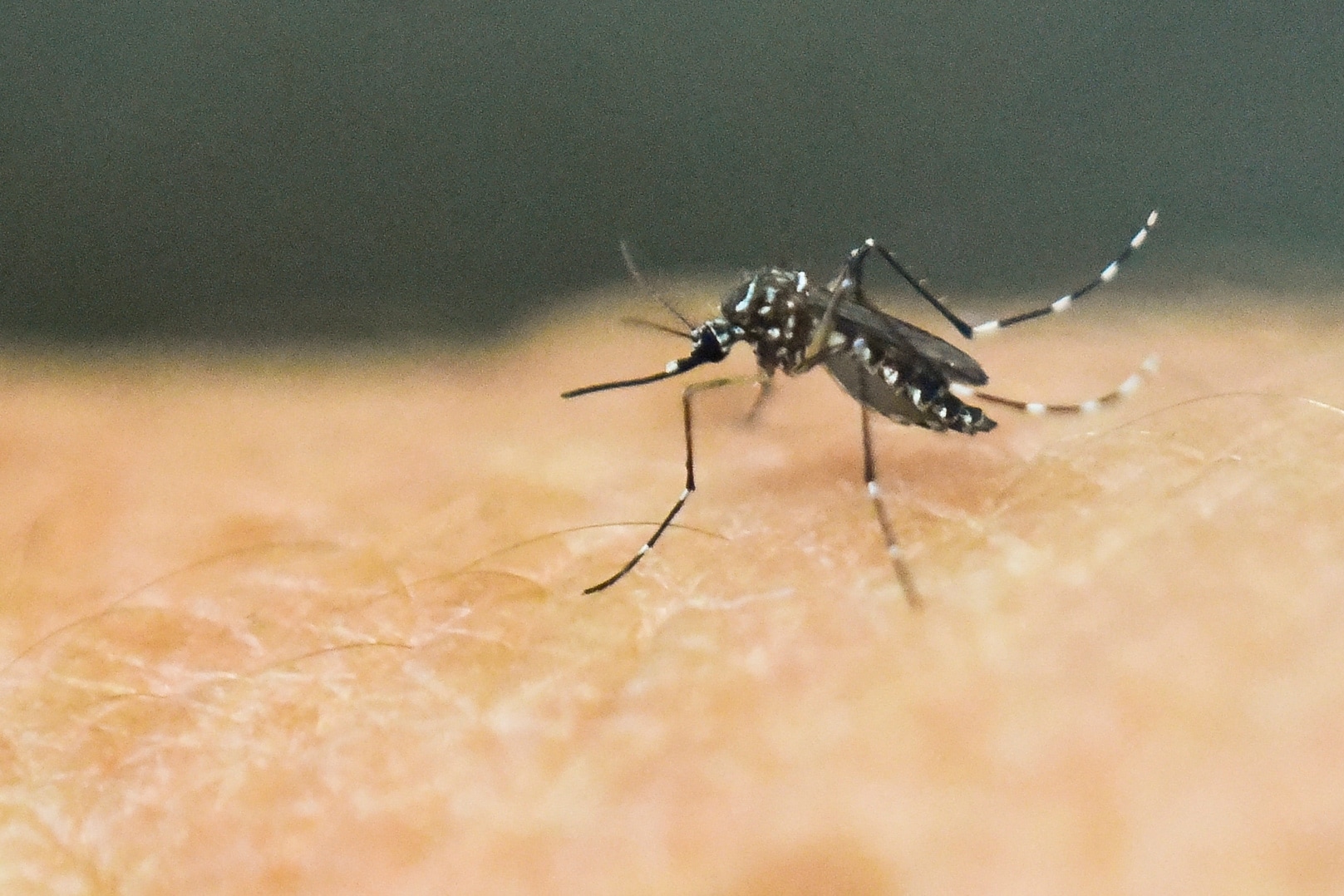 Mosquitoes serve as inspiration for the design of needles that allow drawing of blood relatively painlessly without damage of tissues in the skin. (File Photo) Mosquitoes serve as inspiration for the design of needles that allow drawing of blood relatively painlessly without damage of tissues in the skin. (File Photo)