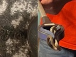 The image shows the snake found in the woman's bedroom. The image shows the snake found in the woman's bedroom.