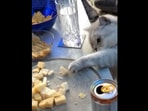 The image shows a kitty grabbing some food from a plate.(Instagram/@lorenapages) The image shows a kitty grabbing some food from a plate.(Instagram/@lorenapages)