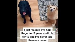 The video of the dogs reacting to their human telling them her name has left people chuckling.