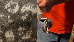 The image shows the snake found in the woman's bedroom. The image shows the snake found in the woman's bedroom.