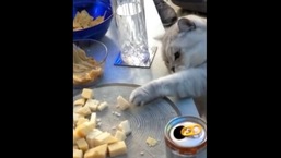 The image shows a kitty grabbing some food from a plate. The image shows a kitty grabbing some food from a plate.