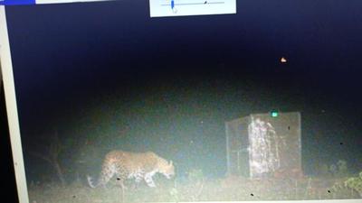 The female leopard approaches its cub warily, late on Tuesday night. (Sourced) The female leopard approaches its cub warily, late on Tuesday night. (Sourced)