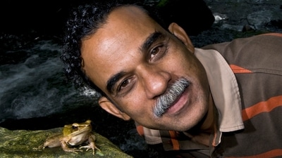 Amphibian biologist Sathyabhama Das Biju with a golden-backed frog in the Western Ghats. In addition to discovering 105 species so far, Biju has conducted research that proved groundbreaking. He was instrumental in differentiating between the golden-backed frogs in India and those in Sri Lanka, for instance. After a decade-long survey in the Western Ghats and Sri Lanka, analysing DNA and morphology, Biju concluded that were no golden-backs that were common to both countries. Sri Lanka has one species and the Western Ghats has six, each existing in their own narrow geographies. (Courtesy SD Biju) Amphibian biologist Sathyabhama Das Biju with a golden-backed frog in the Western Ghats. In addition to discovering 105 species so far, Biju has conducted research that proved groundbreaking. He was instrumental in differentiating between the golden-backed frogs in India and those in Sri Lanka, for instance. After a decade-long survey in the Western Ghats and Sri Lanka, analysing DNA and morphology, Biju concluded that were no golden-backs that were common to both countries. Sri Lanka has one species and the Western Ghats has six, each existing in their own narrow geographies. (Courtesy SD Biju)