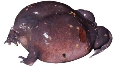 Biju’s discovery of this rather odd-looking purple frog (Nasikabatrachus sahyadrensis) in 2003 changed his life. Not only had he discovered a brand new family of amphibians and provided evidence of an ancient geographical link between India and the Seychelles, an island now almost 4,000 km away in the Indian Ocean, the frog was also proof of a claim he had made a couple of years earlier — that India had hundreds of amphibian species waiting to be discovered. (Photo by SD Biju) Biju’s discovery of this rather odd-looking purple frog (Nasikabatrachus sahyadrensis) in 2003 changed his life. Not only had he discovered a brand new family of amphibians and provided evidence of an ancient geographical link between India and the Seychelles, an island now almost 4,000 km away in the Indian Ocean, the frog was also proof of a claim he had made a couple of years earlier — that India had hundreds of amphibian species waiting to be discovered. (Photo by SD Biju)