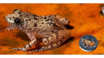 The Nyctibatrachus pulivijayanii (Vijayan’s night frog), a miniature frog less than 14mm long. The Nyctibatrachus, a genus of tiny night frog, is found only in the Western Ghats. The pulivijayanii is named after Vijayan Kani, one of the many tribals who have guided Biju through unfamiliar forests through the years, helping greatly in his research. Kani is from the Agasthyamala hills of Kerala and acquired the name Pulivijayan after surviving a leopard attack (puli is Malayalam for leopard). Biju thought this name apt, he says, given the leopard-like spots on the back of this frog. (Photo by SD Biju)