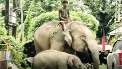 A local forest officer stated that the elephant attacked the child after the latter reportedly tried to hug its calf. The incident was reportedly the third time the pachyderm had attacked humans. (Sourced) A local forest officer stated that the elephant attacked the child after the latter reportedly tried to hug its calf. The incident was reportedly the third time the pachyderm had attacked humans. (Sourced)