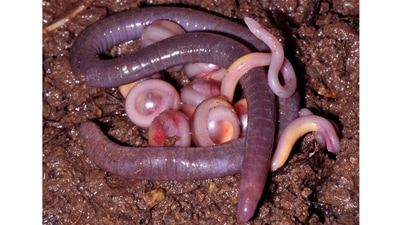 Biju led the discovery of a new family of legless amphibians (known as caecilians), which he called Chikilidae, after the Garo word for these creatures. Five species were discovered after 250 soil digs across north-east India, over five years. These amphibians spend their entire lives underground. They look like worms, but are distinguished by their backbone. (Photo by SD Biju) Biju led the discovery of a new family of legless amphibians (known as caecilians), which he called Chikilidae, after the Garo word for these creatures. Five species were discovered after 250 soil digs across north-east India, over five years. These amphibians spend their entire lives underground. They look like worms, but are distinguished by their backbone. (Photo by SD Biju)