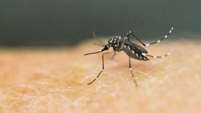 The health ministry of Kerala on Thursday said that five more people have tested positive for the Zika virus. (AFP) The health ministry of Kerala on Thursday said that five more people have tested positive for the Zika virus. (AFP)