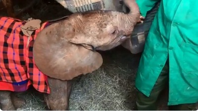 The image shows a baby elephant with its keeper. (Twitter@SheldrickTrust)