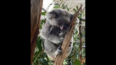 The image shows the mama koala cuddling her baby. (Twitter/@Australia) The image shows the mama koala cuddling her baby. (Twitter/@Australia)