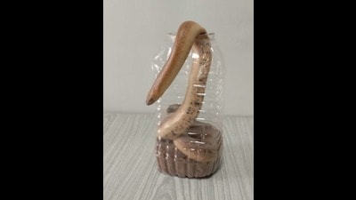 The snake was handed over to the Chandigarh wildlife department. (HT Photo)