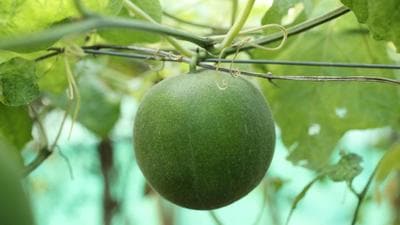 Monkfruit cultivation was initiated on a trial basis by planting 50 seedlings at Raison in Naggar tehsil of Kullu district on Monday. (HT Photo) Monkfruit cultivation was initiated on a trial basis by planting 50 seedlings at Raison in Naggar tehsil of Kullu district on Monday. (HT Photo)
