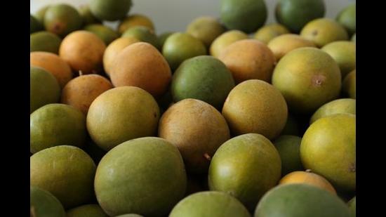 Monkfruit is being cultivated at the Council of Scientific and Industrial Research (CSIR)-run Institute of Himalayan Bioresource Technology (IHBT), Palampur. (HT Photo) Monkfruit is being cultivated at the Council of Scientific and Industrial Research (CSIR)-run Institute of Himalayan Bioresource Technology (IHBT), Palampur. (HT Photo)