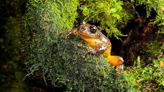 The Frankixalus jerdonii, rediscovered in the foothills of the Himalayas by Biju and his team. The tree canopy-dwelling species was thought to be extinct for nearly 150 years, and was rediscovered in a 2007 expedition, after Biju and his researchers realised that the unique mating calls — “a full musical orchestra” — were coming from the tree canopy and not from the ground. The Frankixalus jerdonii was classified as a new genus, characterised by a rare behaviour where the young are fed on unfertilised eggs.(Photo by SD Biju)