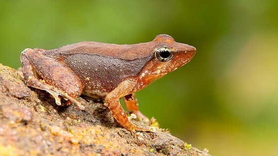 Biju has 14 species of dancing frog in his tally. Dancing frogs belong to the Micrixalus family, found in the Western Ghats, and are named after their habit of lifting and waving their hind feet to attract females during breeding season. Seen here is the Mallan’s dancing frog (Micrixalus mallani), which Biju named after another field guide, Mallan Kani, who has been assisting him for 15 years.(Photo by SD Biju)